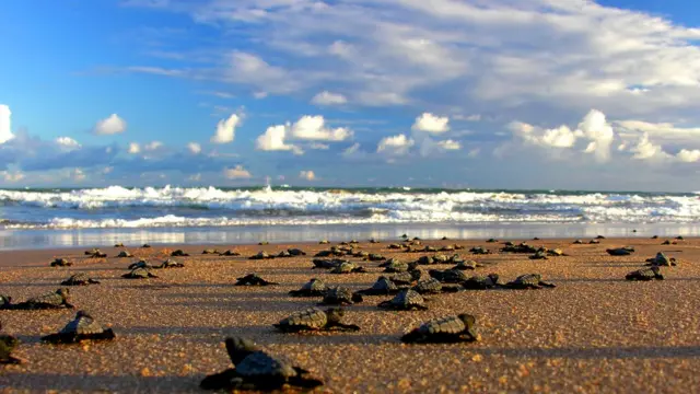 Tartarugas indocódigo promocional afun cassinodireção ao mar