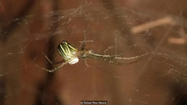 Manogea porracea betina di sarangnya.