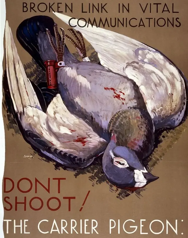 پیغام رسانی والا کبوتر