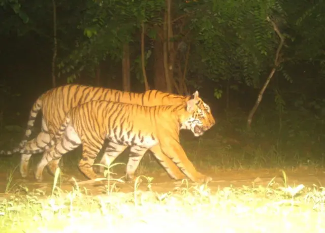 నాగార్జునసాగర్-శ్రీశైలం పులుల అభయారణ్యంలో అత్యాధునిక కెమెరాలు తీసిన ఫొటో
