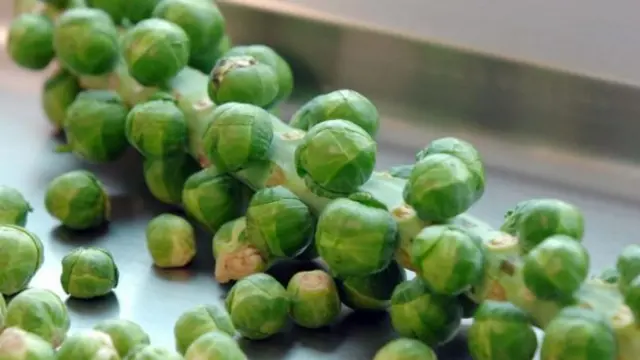 กะหล่ำดาว