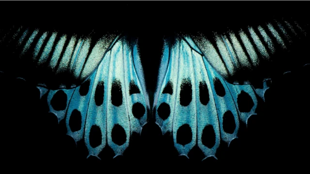 Imagem das asasblaze apostas futebolborboleta 'Blue Mormon' (Papilio polymnestor)