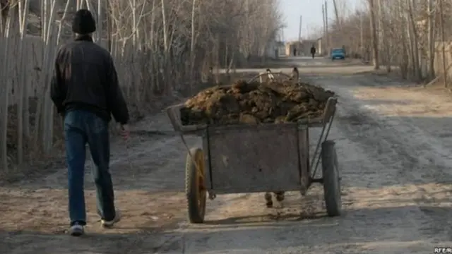 Oʻzbekistonda tappi yigʻayotgan yigit