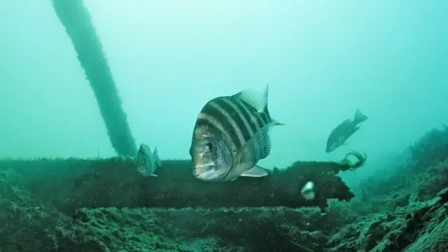 Рыба с зубами