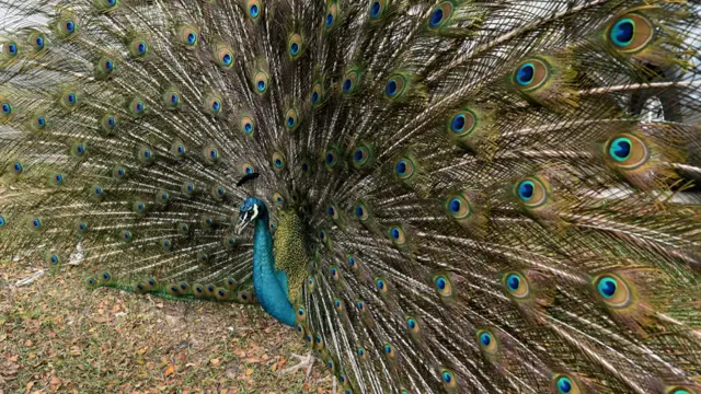 Pavo real