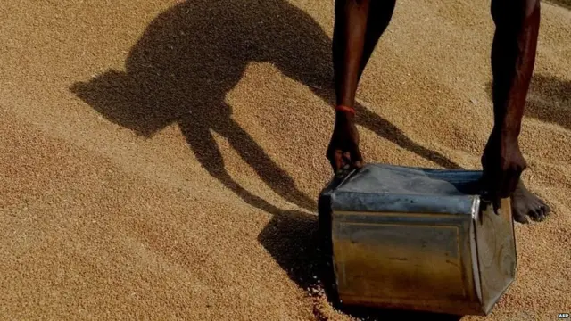 जीन मैपिंग, गेहूं