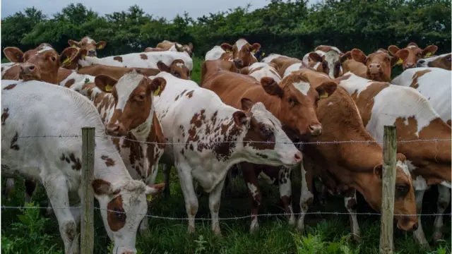 গবাদি পশুর খামার