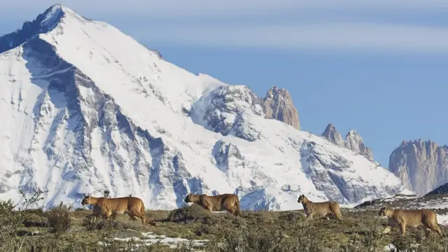 雪山脚下的美洲狮