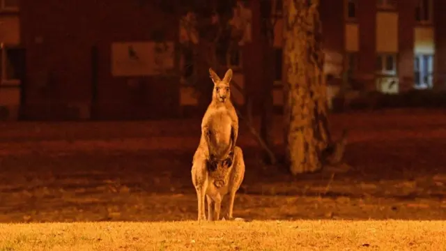 Avustralya'daki yangınlard