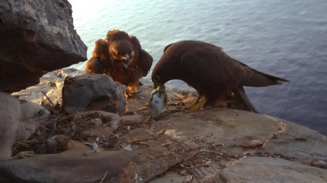 Соколы Элеоноры с характерной для них добычей