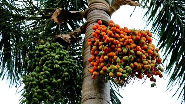 ਤਾੜ ਦਾ ਰੁੱਖ