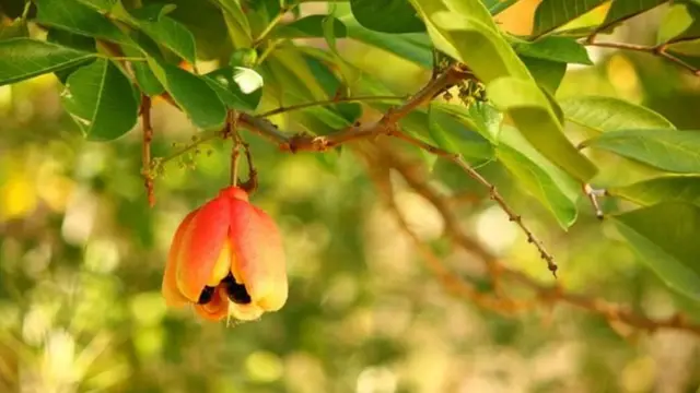 L'ackee étant toxique lorsqu'il n'est pas mûr, il ne peut être cueilli que lorsque le fruit s'est ouvert et que ses gousses jaunes sont visibles.
