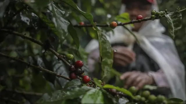 قطف حبات البن بمزرعة لاماستوس في بنما