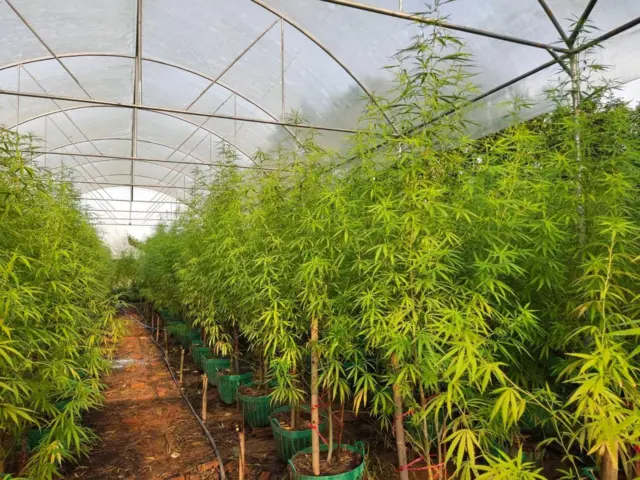 โรงเรือนปลูกกัญชาของกลุ่มสหกรณ์เกษตรอินทรีย์ ต. เขาไม้แก้ว อ. กบินทร์บุรี จ. ปราจีนบุรี