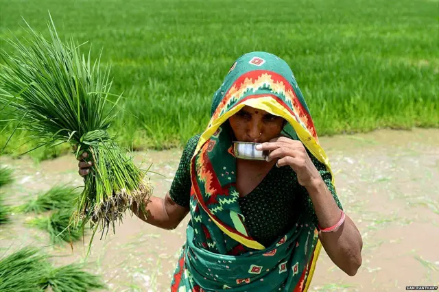 మహిళా రైతు