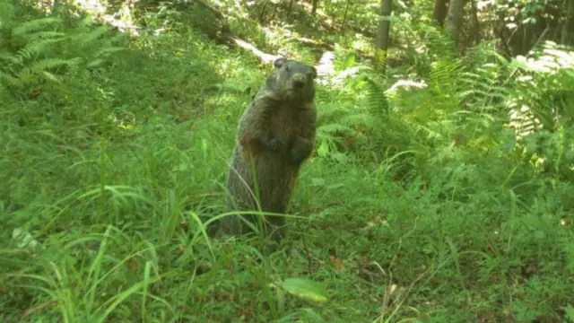 গ্রাউন্ডহগ নামের ইদুর আকৃতির এই প্রাণীর অন্য নাম উডচাক