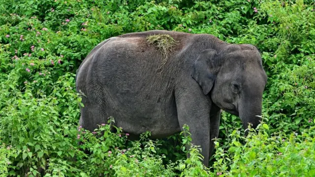 ‘யானை, சிறுத்தை, மற்றும் சில பறவைகள்’ - மசனக்குடி காடும், நீதிமன்ற தீர்ப்பும்