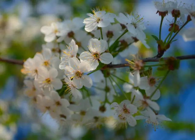 Вячеслав Воронцов, Санкт-Петербург: "Вишня в цветении".