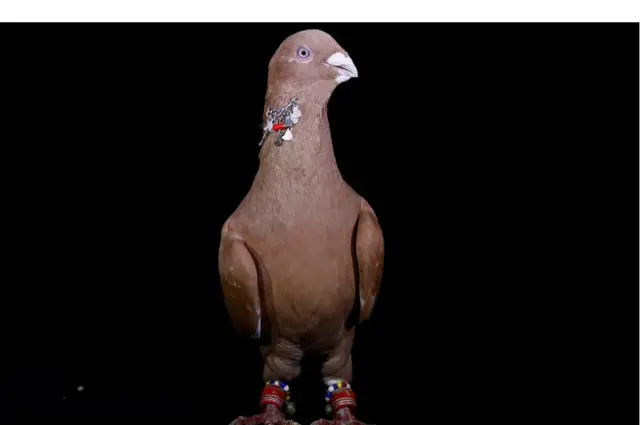 कबूतर सारी अयनाली