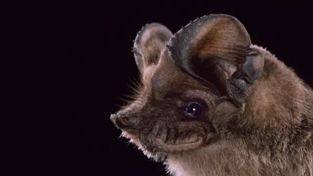Rostro de un murciélago de cola libre
