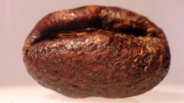 Grano de café