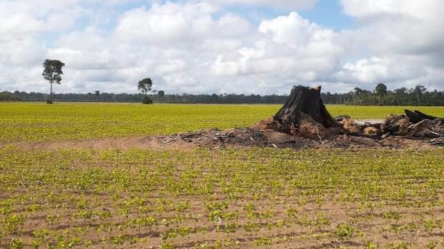 Tentativajogos online multiplayerimplantaçãojogos online multiplayerpolo industrialjogos online multiplayerBelterra favoreceu a expansão da soja