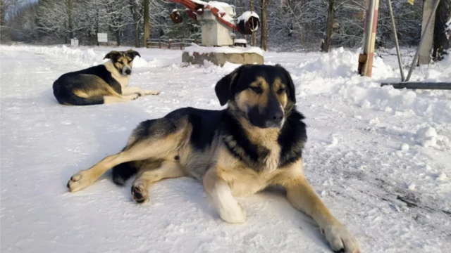 Cãojogo de aposta slotChernobyl