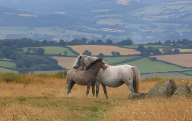 வயலில் இரண்டு குதிரைகள்