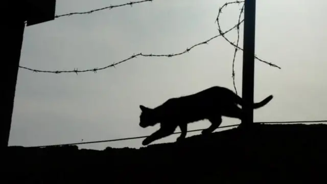 ایولینا بِبوا