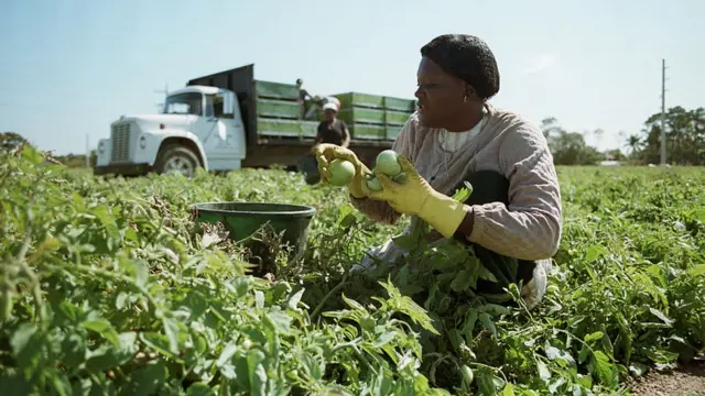 Recolectores de tomates en Florida, Estados Unidos