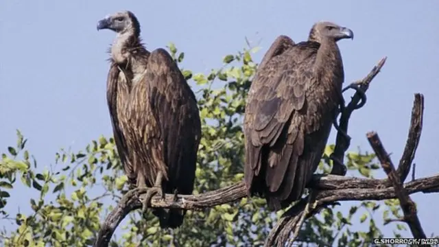 Vultures