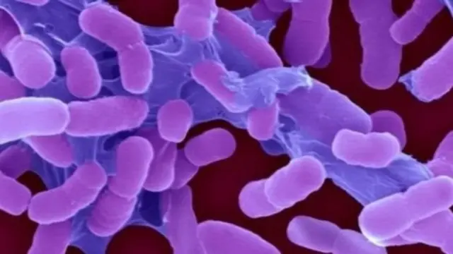 اینٹی بائیوٹکس