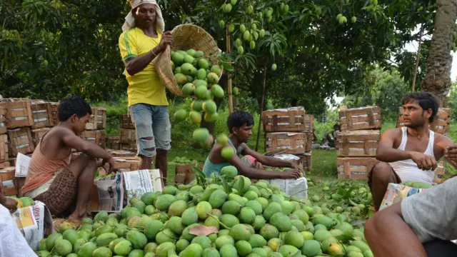 আম চাষীদের অনেকেই এখন বিদেশে রপ্তানির লক্ষ্য নিয়ে চাষ করছেন