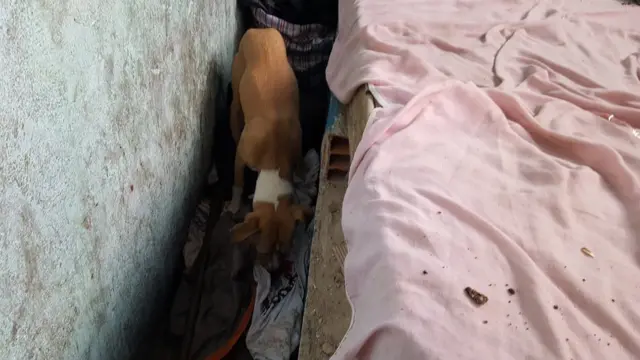 Cachorro come ração no quarto onde dorme a família