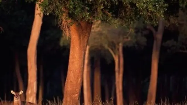 کینیا کے جنگلات