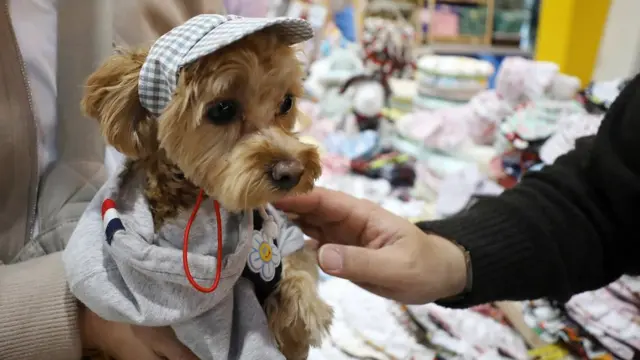 지난 1일 서울 서초구 양재동 aT센터에서 열린 2022 코리아 펫쇼를 찾은 반려견