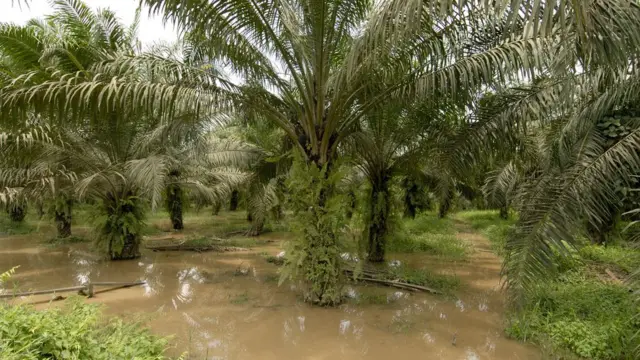 Kepala sawit, Malaysia