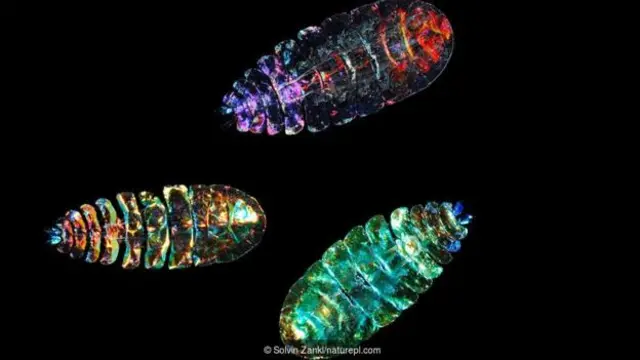 सी सैफ़ायर