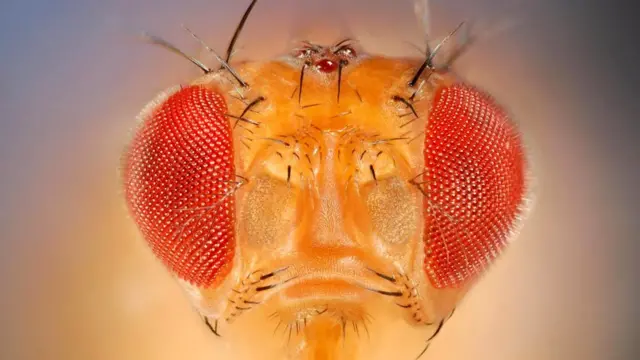 У плодовых мушек (Drosophila melanogaster) тоже есть своего рода мысленный взгляд