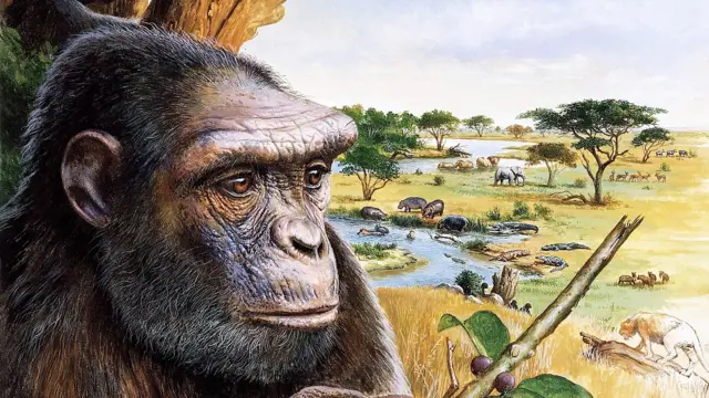 Ilustración de Sahelanthropus tchadensis