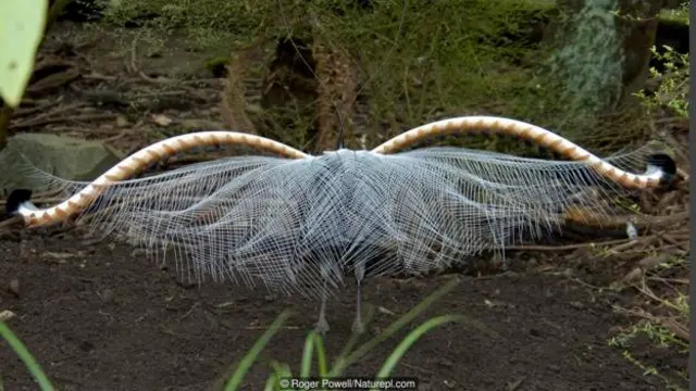 Burung lyre yang luar biasa menari tanpa nyanyian dan menyanyi tanpa menari.