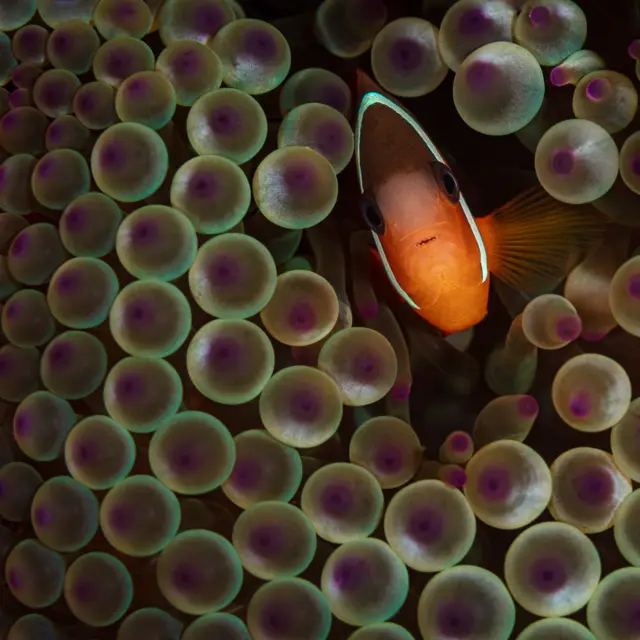 makhluk air, laut, ikan, anemonfish