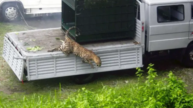 तेंदुआ-मानव संघर्ष