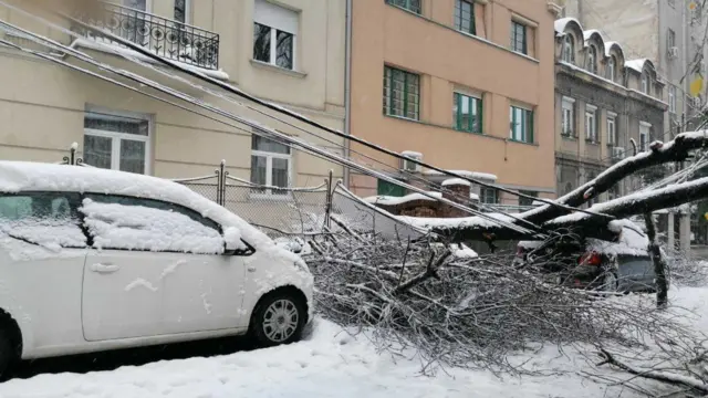 sneg, palo drvo na kola