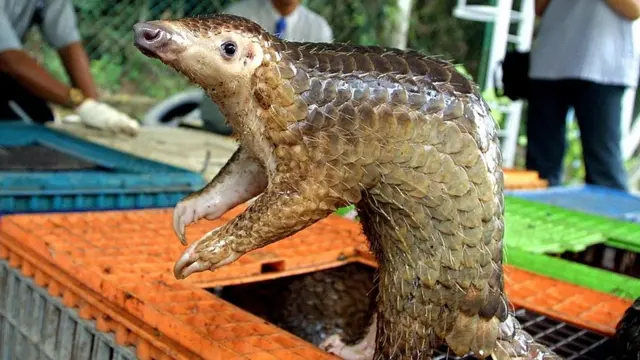 પૅન્ગોલિન