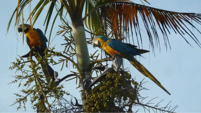Dos guacamayas