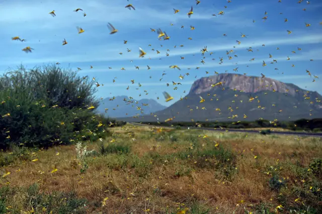 Ubushobozi bwo kurwanya izi nzige mu karere ntabwo buhagije - ONU