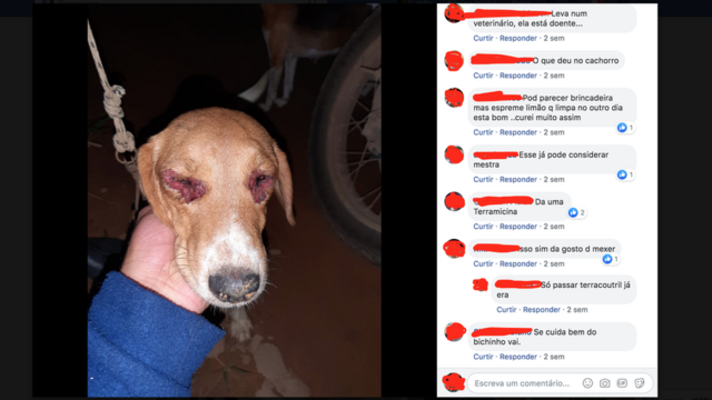 Muitos caçadores contam com o auxílionetflix casa de apostascachorros e compartilham infortúnios, como ferimentos causadosnetflix casa de apostasperseguições