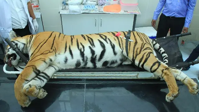 মানুষখেকো বাঘ অভনি-র দেহ ময়না তদন্তের জন্য নিয়ে যাওয়া হচ্ছে। নাগপুর, নভেম্বর ২০১৮