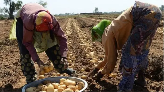 గుజరాత్ బంగాళదుంపల రైతులు